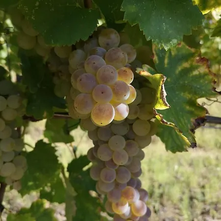 Alloggio per agriturismo Da Foschetta